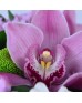 Букет «Милая орхидея»