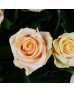 Букет 101 кремовая роза