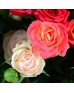 Букет 17 кустовых роз в крафте