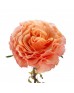 Роза «Campanella» поштучно