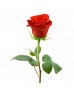 Роза красная длинная «Freedom» поштучно