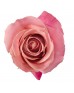 Роза «Hermosa» поштучно