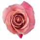 Роза «Hermosa» поштучно