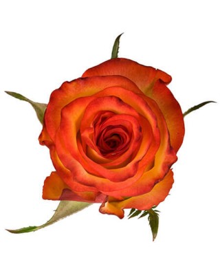 Роза «High Orange» поштучно