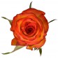 Роза «High Orange» поштучно