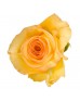 Роза «Mohana» поштучно