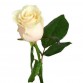 Роза белая длинная «Mondial» поштучно