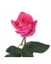 Роза розовая длинная «Pink Floyd» поштучно