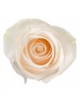 Роза «Vendela» поштучно