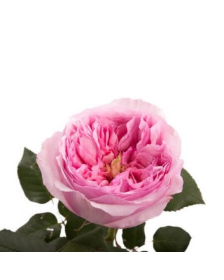 Роза садовая «David Austin Carey»