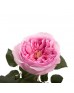 Роза садовая «David Austin Carey»