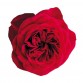 Роза садовая «David Austin Darcey»