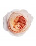 Роза садовая «David Austin Juliet»