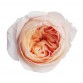 Роза садовая «David Austin Juliet»