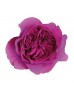 Роза садовая «David Austin Kate»