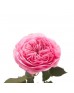 Роза садовая «David Austin Mariatheresia»