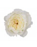 Роза садовая «David Austin Patience»