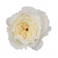 Роза садовая «David Austin Patience»