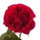 Роза садовая «David Austin Tess»