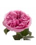 Роза садовая «Miranda»
