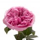 Роза садовая «Miranda»