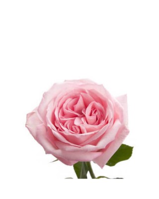 Роза садовая «Pink O'Hara»