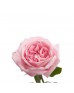 Роза садовая «Pink O'Hara»