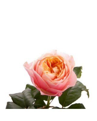 Роза садовая «Vuvuzela»