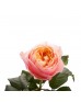 Роза садовая «Vuvuzela»