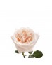Роза садовая «White O'Hara»