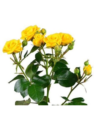 Роза кустовая жёлтая