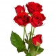 Роза кустовая красная