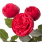 Роза кустовая пионовидная Piano красная