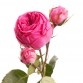 Роза кустовая пионовидная Piano розовая