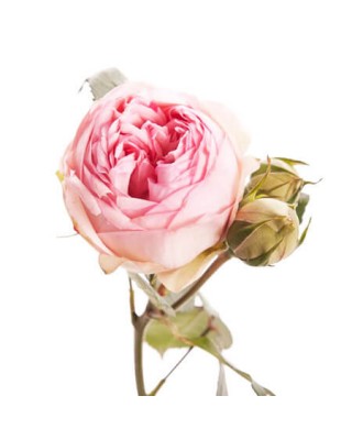 Роза кустовая пионовидная Piano светло-розовая