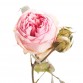 Роза кустовая пионовидная Piano светло-розовая