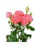 Роза кустовая розовая