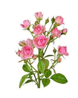 Роза кустовая светло-розовая