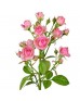 Роза кустовая светло-розовая