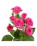 Роза кустовая ярко-розовая