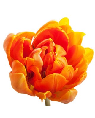 Тюльпан Double оранжевый