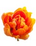 Тюльпан Double оранжевый