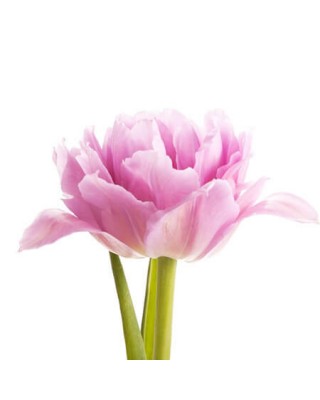 Тюльпан Double светло-розовый
