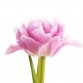Тюльпан Double светло-розовый