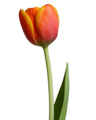 Тюльпан орагжевый
