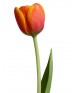 Тюльпан орагжевый