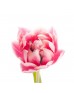 Тюльпан Double розовый