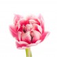 Тюльпан Double розовый