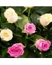 Корзина 125 белых и розовых роз